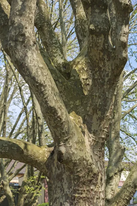 Gerahmter Druck : Stamm eines Platane (Platanus). Gerahmter Druck : Stamm eines Platane (Platanus).