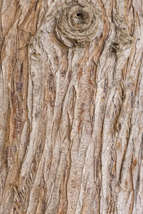 Gerahmter Druck : Baumstamm, Baumrinde, Holz als Hintergrund, Textur. Gerahmter Druck : Baumstamm, Baumrinde, Holz als Hintergrund, Textur.