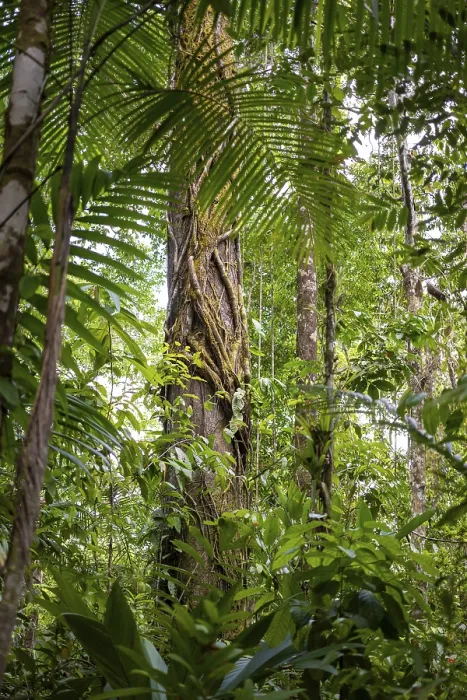 Gerahmter Druck : Baumstämme unter dichter Vegetation. Gerahmter Druck : Baumstämme unter dichter Vegetation.