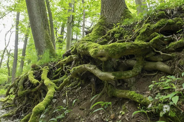 Gerahmter Druck : Baumstämme, mit Moos überzogene Wurzeln. Gerahmter Druck : Baumstämme, mit Moos überzogene Wurzeln.