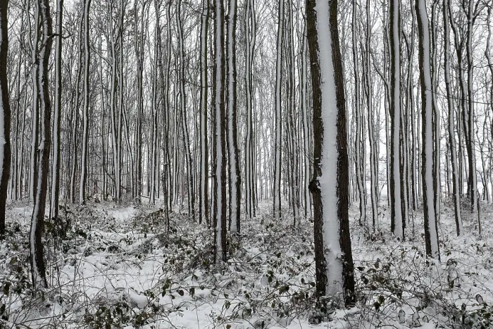Gerahmter Druck : Bäume in einem schneebedeckten Landschaft. Gerahmter Druck : Bäume in einem schneebedeckten Landschaft.