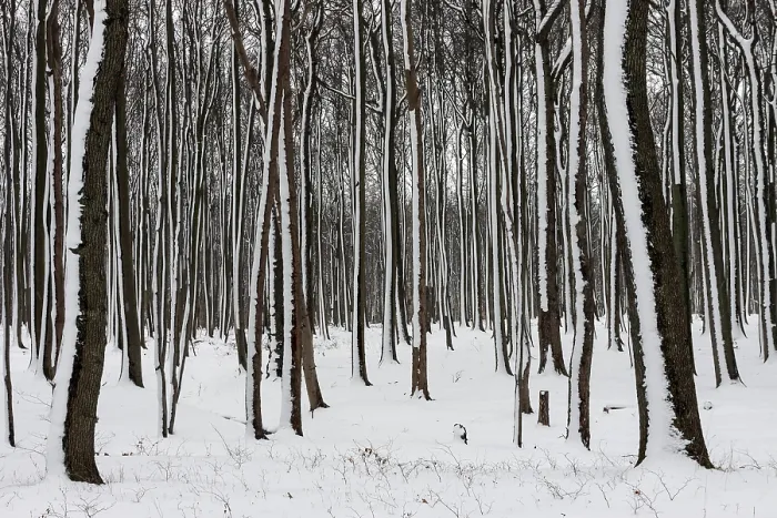 Gerahmter Druck : Bäume in einem schneereichen Landschaft. Gerahmter Druck : Bäume in einem schneereichen Landschaft.