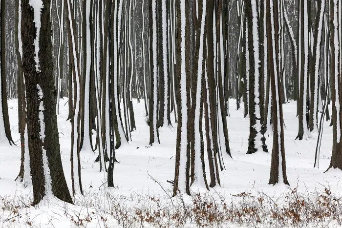 Gerahmter Druck : Bäume in einem schneeverwehten Landschaft. Gerahmter Druck : Bäume in einem schneeverwehten Landschaft.