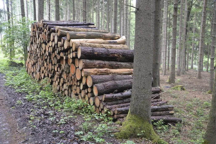 Gerahmter Druck : Baumstämme, Baum, Stamm, Holzscheit. Gerahmter Druck : Baumstämme, Baum, Stamm, Holzscheit.