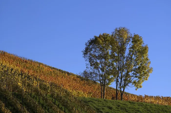 Gerahmter Druck : Baum, Weinberg, Reben, Weinberge. Gerahmter Druck : Baum, Weinberg, Reben, Weinberge.