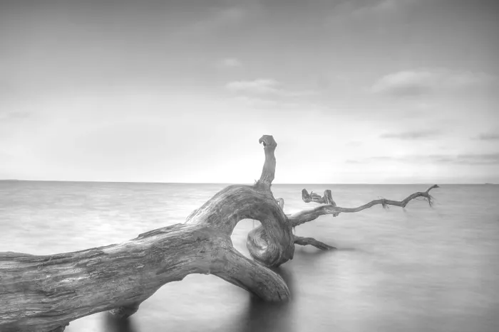 Gerahmter Druck : Baum im Wasser. Gerahmter Druck : Baum im Wasser.