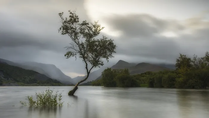 Gerahmter Druck : Baum im Wasser, Llyn Padarn Gerahmter Druck : Baum im Wasser, Llyn Padarn