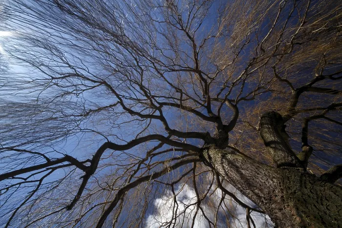 Gerahmter Druck : Baum, Weide im Wind. Gerahmter Druck : Baum, Weide im Wind.