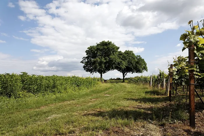 Gerahmter Druck : TreePair Gerahmter Druck : TreePair