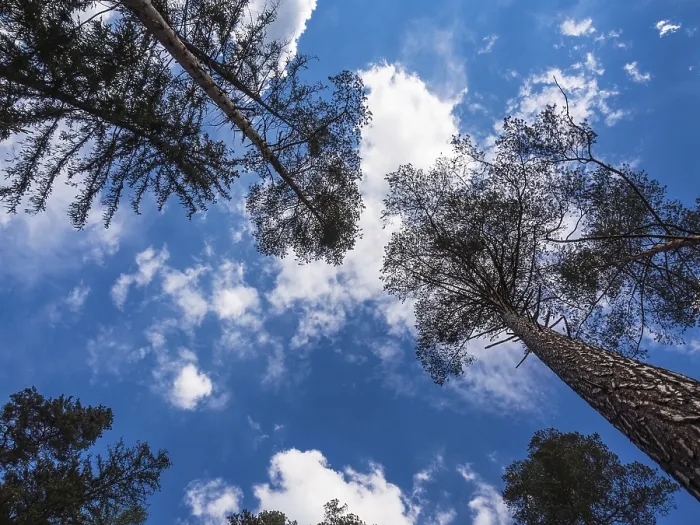 Gerahmter Druck : Bäume bei einem bewölkten Himmel. Gerahmter Druck : Bäume bei einem bewölkten Himmel.