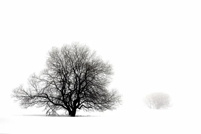 Gerahmter Druck : Bäume in dichter Nebel. Gerahmter Druck : Bäume in dichter Nebel.