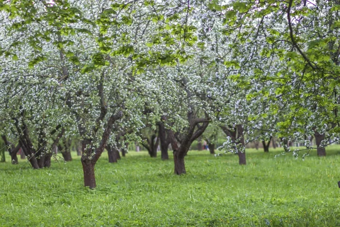 Gerahmter Druck : Bäume am Abend im Frühlingspark. Gerahmter Druck : Bäume am Abend im Frühlingspark.
