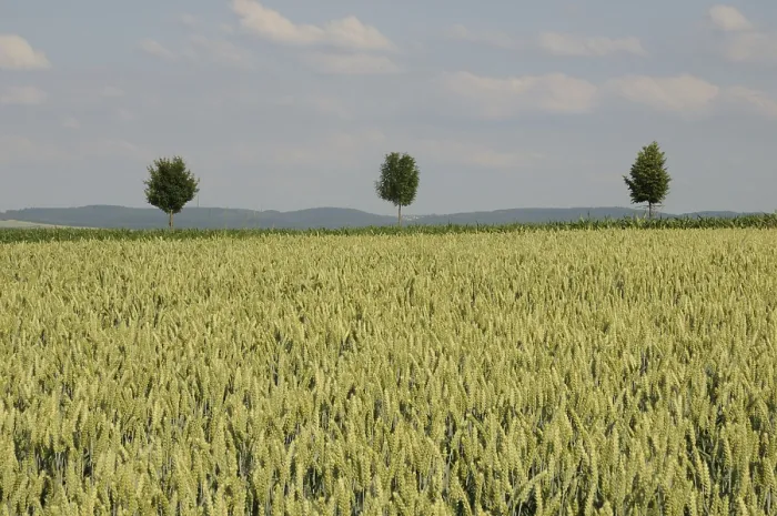 Gerahmter Druck : Bäume in einem Feld. Gerahmter Druck : Bäume in einem Feld.