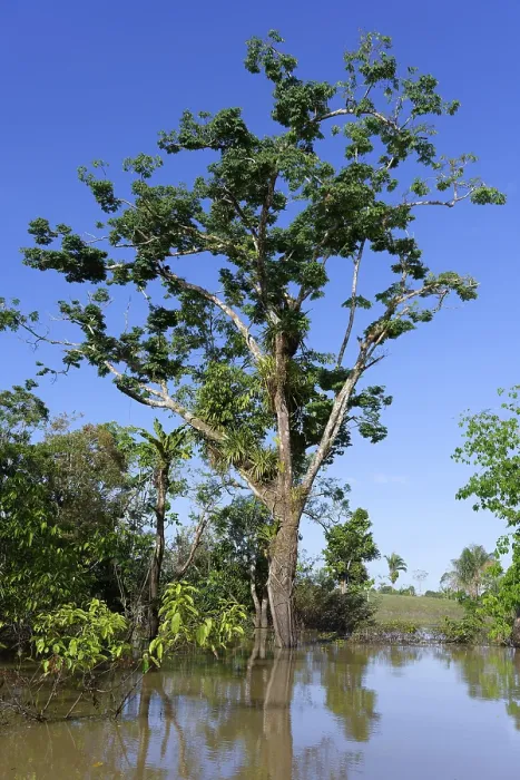 Gerahmter Druck : Bäume im überfluteten Wald, Bundesstaat Amazonas. Gerahmter Druck : Bäume im überfluteten Wald, Bundesstaat Amazonas.