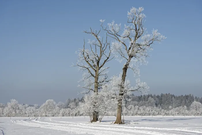 Gerahmter Druck : Bäume mit Schneerost im Winter. Gerahmter Druck : Bäume mit Schneerost im Winter.