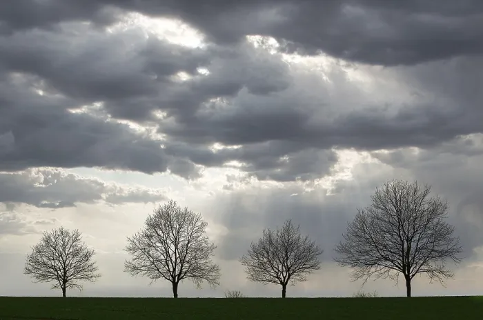 Gerahmter Druck : Vier Bäume ohne Blätter, Regenwolken. Gerahmter Druck : Vier Bäume ohne Blätter, Regenwolken.