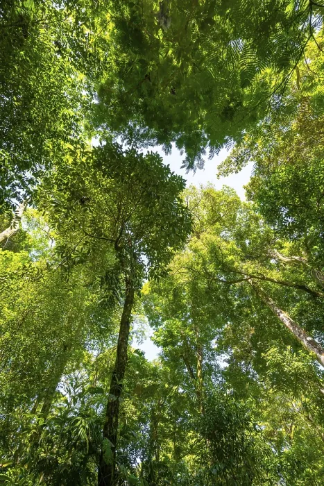 Gerahmter Druck : Bäume im Regenwald, dichte Vegetation. Gerahmter Druck : Bäume im Regenwald, dichte Vegetation.