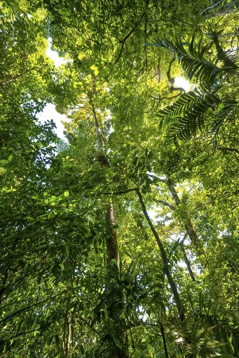 Gerahmter Druck : Bäume im Regenwald, dichte Vegetation. Gerahmter Druck : Bäume im Regenwald, dichte Vegetation.