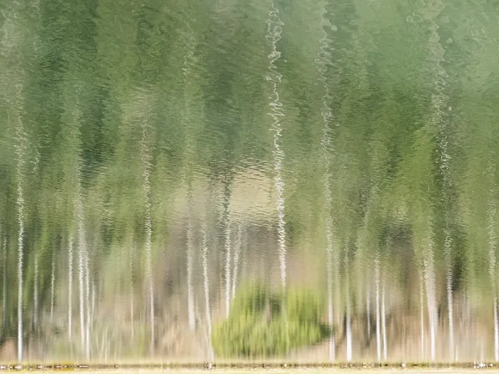 Gerahmter Druck : Bäume im Wasser spiegeln. Gerahmter Druck : Bäume im Wasser spiegeln.