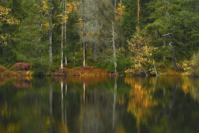 Gerahmter Druck : Bäume im See, Herbst. Gerahmter Druck : Bäume im See, Herbst.
