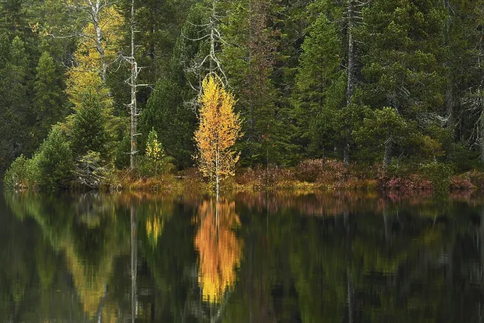 Gerahmter Druck : Bäume im See spiegeln, Herbst. Gerahmter Druck : Bäume im See spiegeln, Herbst.