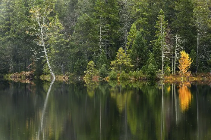 Gerahmter Druck : Bäume im See spiegeln, Herbst. Gerahmter Druck : Bäume im See spiegeln, Herbst.