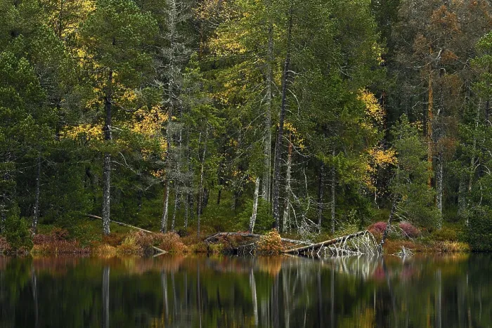 Gerahmter Druck : Bäume im See, Herbst. Gerahmter Druck : Bäume im See, Herbst.