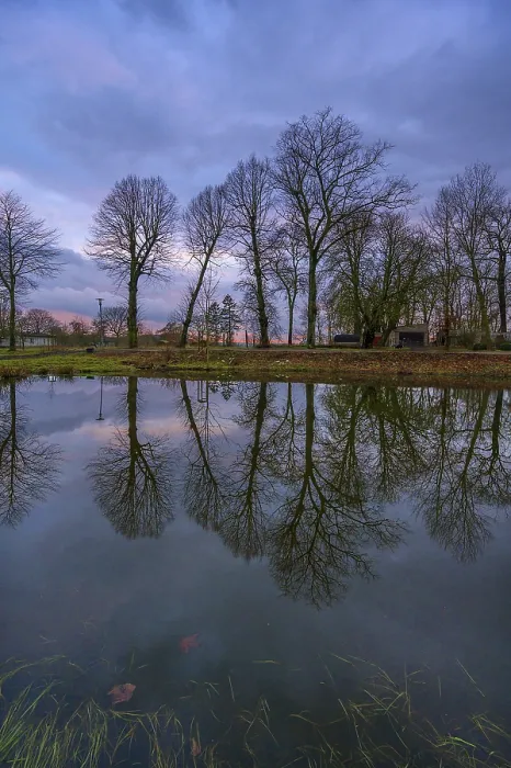 Gerahmter Druck : Bäume im Spiegel eines Sees, Abendstimmung. Gerahmter Druck : Bäume im Spiegel eines Sees, Abendstimmung.