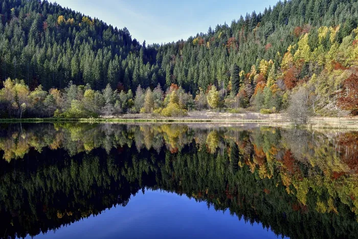 Gerahmter Druck : Bäume im Sankenbachsee. Gerahmter Druck : Bäume im Sankenbachsee.