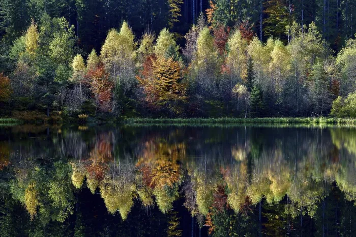 Gerahmter Druck : Bäume im Sankenbachsee.