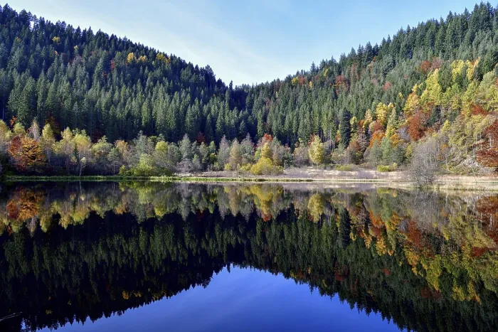 Gerahmter Druck : Bäume im Sankenbachsee. Gerahmter Druck : Bäume im Sankenbachsee.