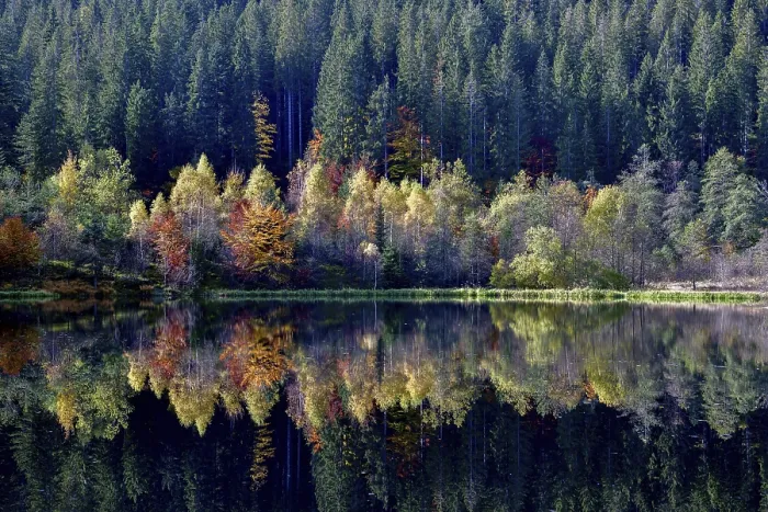 Gerahmter Druck : Bäume im Sankenbachsee spiegeln. Gerahmter Druck : Bäume im Sankenbachsee spiegeln.