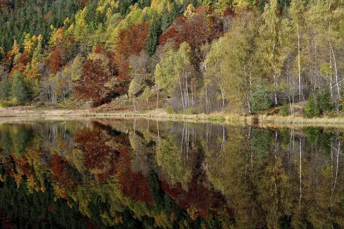 Gerahmter Druck : Bäume im Sankenbachsee. Gerahmter Druck : Bäume im Sankenbachsee.