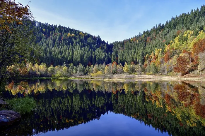 Gerahmter Druck : Bäume im Sankenbachsee. Gerahmter Druck : Bäume im Sankenbachsee.