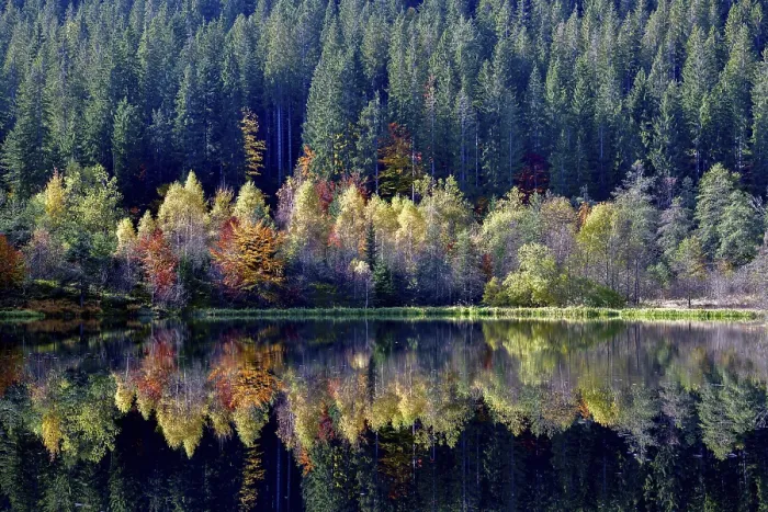 Gerahmter Druck : Bäume im Sankenbachsee. Gerahmter Druck : Bäume im Sankenbachsee.