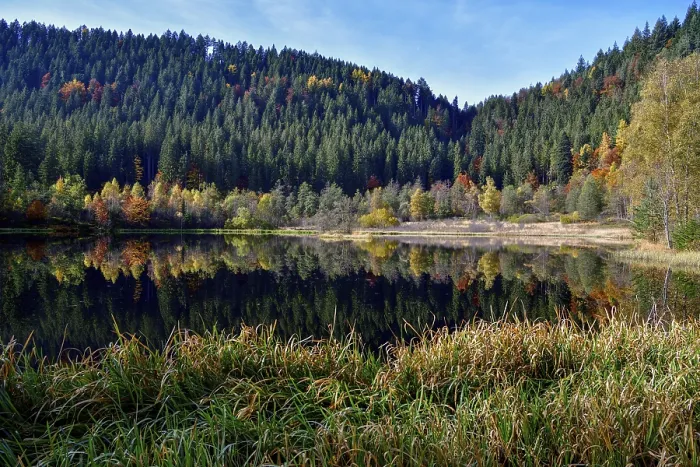 Gerahmter Druck : Bäume im Sankenbachsee. Gerahmter Druck : Bäume im Sankenbachsee.