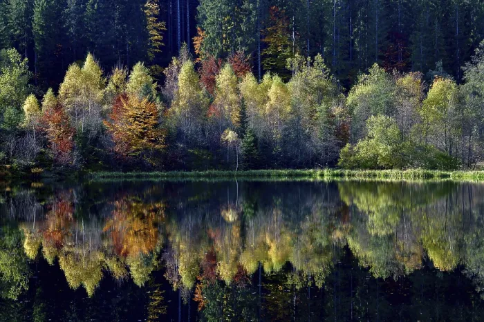Gerahmter Druck : Bäume im Sankenbachsee. Gerahmter Druck : Bäume im Sankenbachsee.