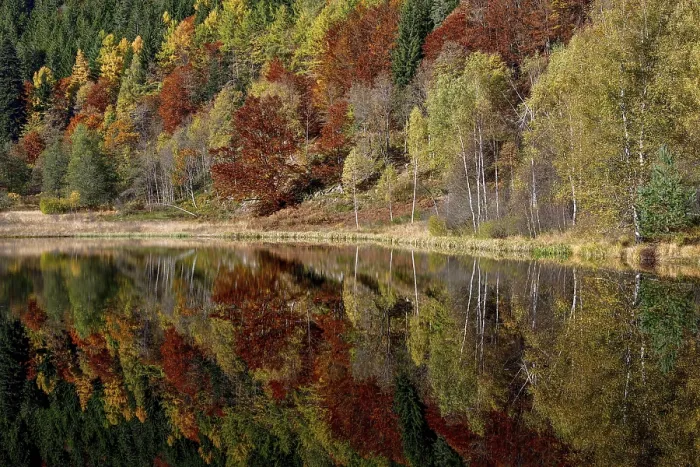 Gerahmter Druck : Bäume im Sankenbachsee. Gerahmter Druck : Bäume im Sankenbachsee.