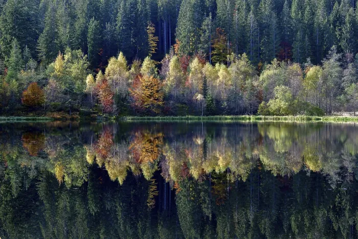 Gerahmter Druck : Bäume im Sankenbachsee. Gerahmter Druck : Bäume im Sankenbachsee.