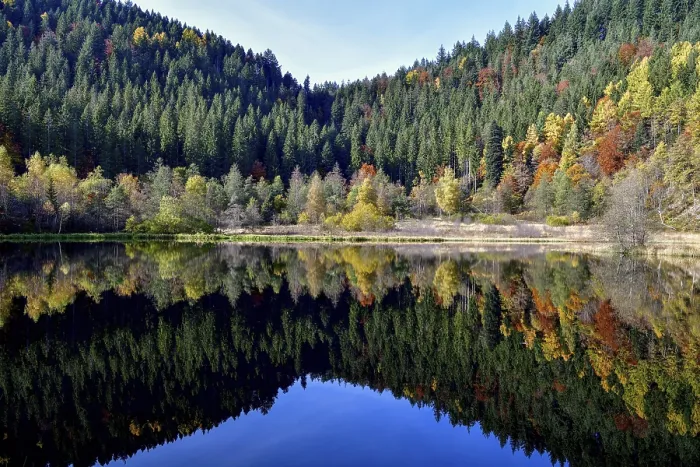 Gerahmter Druck : Bäume im Sankenbachsee.