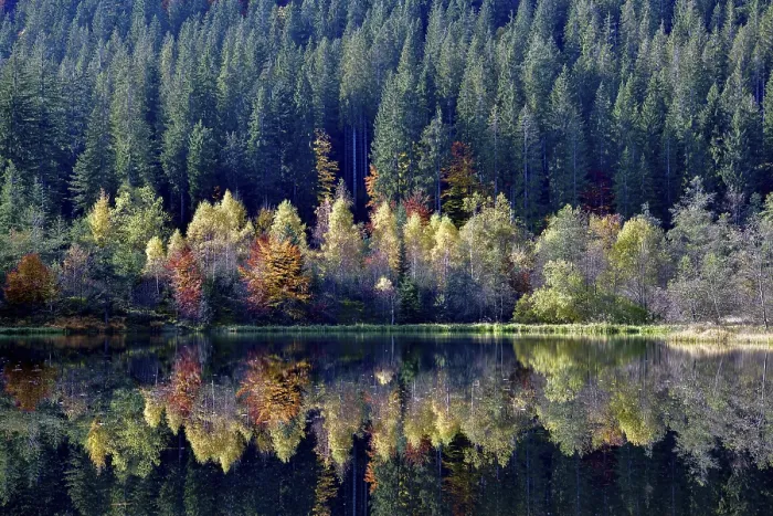 Gerahmter Druck : Bäume im Sankenbachsee. Gerahmter Druck : Bäume im Sankenbachsee.