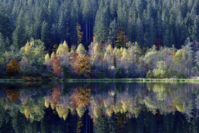 Gerahmter Druck : Bäume im Sankenbachsee. Gerahmter Druck : Bäume im Sankenbachsee.