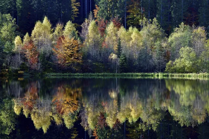 Gerahmter Druck : Bäume im Sankenbachsee. Gerahmter Druck : Bäume im Sankenbachsee.