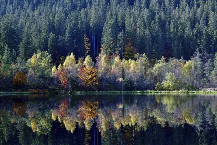 Gerahmter Druck : Bäume im Sankenbachsee. Gerahmter Druck : Bäume im Sankenbachsee.