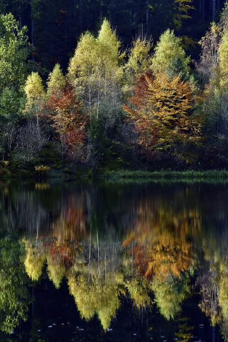Gerahmter Druck : Bäume im Sankenbachsee spiegeln. Gerahmter Druck : Bäume im Sankenbachsee spiegeln.