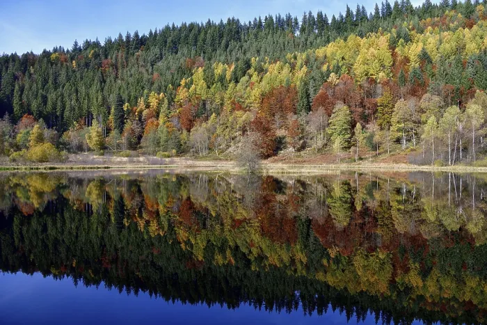 Gerahmter Druck : Bäume im Sankenbachsee. Gerahmter Druck : Bäume im Sankenbachsee.