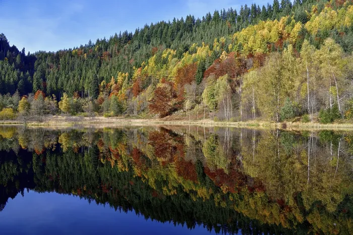 Gerahmter Druck : Bäume im Sankenbachsee spiegeln. Gerahmter Druck : Bäume im Sankenbachsee spiegeln.