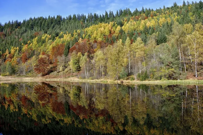 Gerahmter Druck : Bäume im Sankenbachsee. Gerahmter Druck : Bäume im Sankenbachsee.
