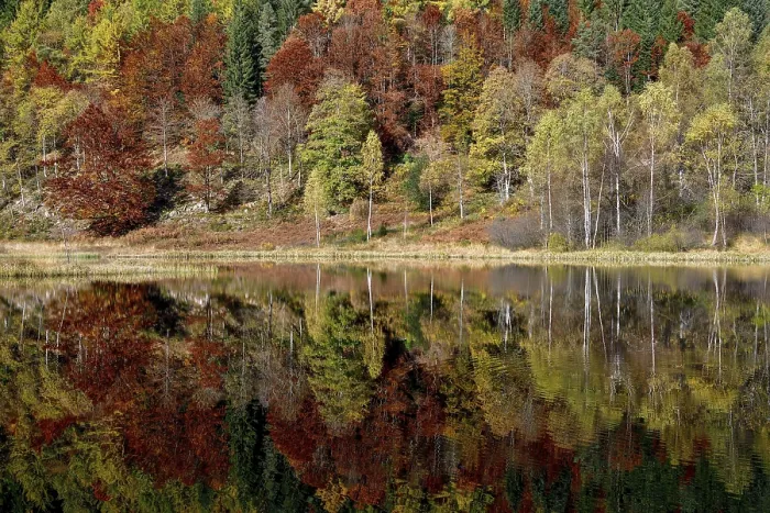 Gerahmter Druck : Bäume im Sankenbachsee. Gerahmter Druck : Bäume im Sankenbachsee.