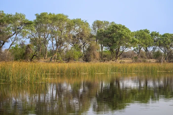 Gerahmter Druck : Bäume im Wasser, Flusslandschaft. Gerahmter Druck : Bäume im Wasser, Flusslandschaft.